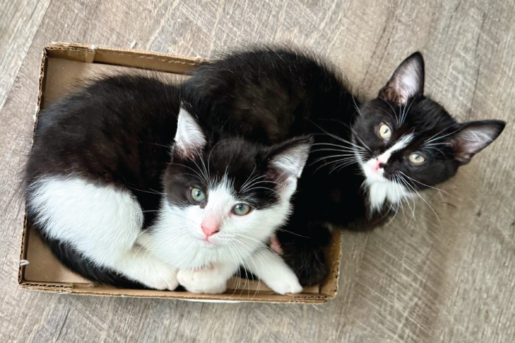 adopt