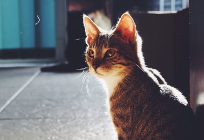 cat-faq