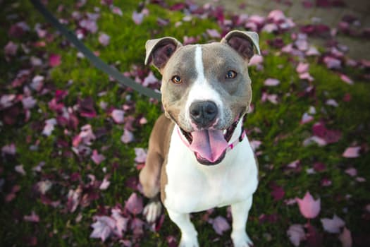 dog-faq
